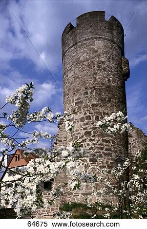 Stock Photography - Flowers blooming in front of old tower, Witzenhausen, Hesse, Germany . Fotosearch