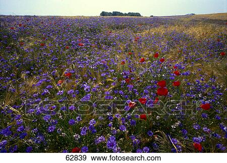 Flowers blooming on rural landscape, Rugen island, Mecklenburg-Western Pomerania, Germany View Large Photo Image Stock Photo - Flowers blooming on rural landscape, Rugen island, Mecklenburg-Western Pomerania, Germany . Fotosearch