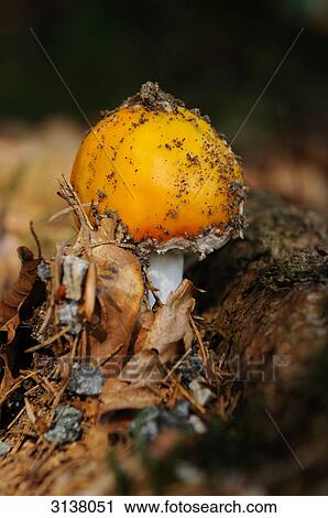 Fly Agaric (Amanita muscaria) on forest floor, Bavaria, Germany, close-up View Large Photo Image Stock Image - Fly Agaric (Amanita muscaria) on forest floor, Bavaria, Germany, close-up . Fotosearch