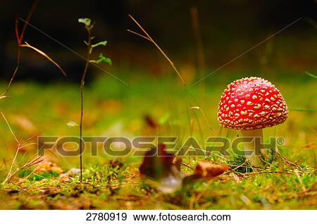 Stock Photo - Fly Agaric (Amanita Muscaria) toadstool growing in field, Germany . Fotosearch