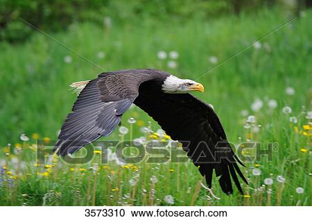 Flying Bald Eagle (Haliaeetus leucocephalus) View Large Photo Image Stock Image - Flying Bald Eagle (Haliaeetus leucocephalus) . Fotosearch