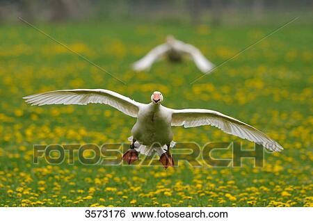 Stock Photograph - Flying Greylag Goose (Anser anser) . Fotosearch