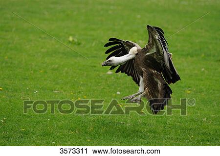 Flying Griffin Vulture (Gyps fulvus) View Large Photo Image Stock Image - Flying Griffin Vulture (Gyps fulvus) . Fotosearch
