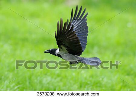 Flying Hooded Crow (Corvus cornix) View Large Photo Image Stock Photo - Flying Hooded Crow (Corvus cornix) . Fotosearch