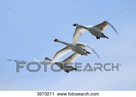 Flying Mute Swans (Cygnus olor) View Large Photo Image Stock Image - Flying Mute Swans (Cygnus olor) . Fotosearch