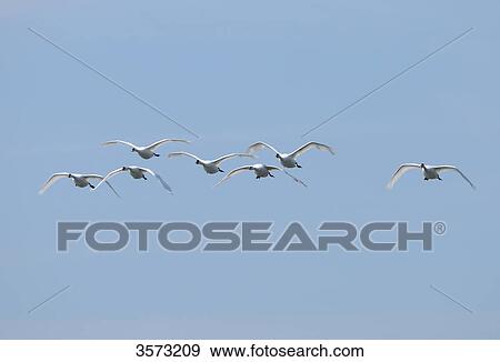 Flying Mute Swans (Cygnus olor) View Large Photo Image Stock Photo - Flying Mute Swans (Cygnus olor) . Fotosearch