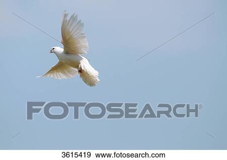 Flying white dove View Large Photo Image Stock Photo - Flying white dove . Fotosearch