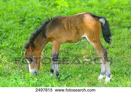 Foal grazing in field, Styria, Austria View Large Photo Image Stock Photography - Foal grazing in field, Styria, Austria . Fotosearch