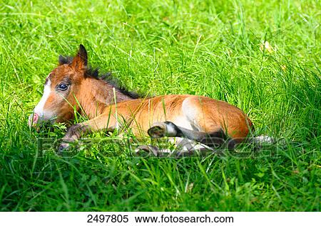 Foal lying in grass, Styria, Austria View Large Photo Image Stock Photography - Foal lying in grass, Styria, Austria . Fotosearch