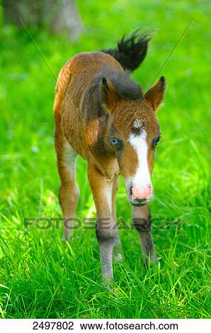 Foal standing in field, Styria, Austria View Large Photo Image Stock Image - Foal standing in field, Styria, Austria . Fotosearch
