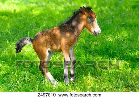 Foal standing in field, Styria, Austria View Large Photo Image Stock Image - Foal standing in field, Styria, Austria . Fotosearch