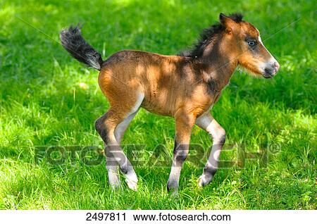 Foal standing in field, Styria, Austria View Large Photo Image Stock Image - Foal standing in field, Styria, Austria . Fotosearch