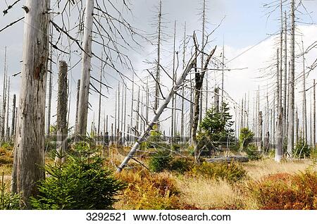 Forest dieback in the Bavarian Forest, Germany View Large Photo Image Stock Image - Forest dieback in the Bavarian Forest, Germany . Fotosearch