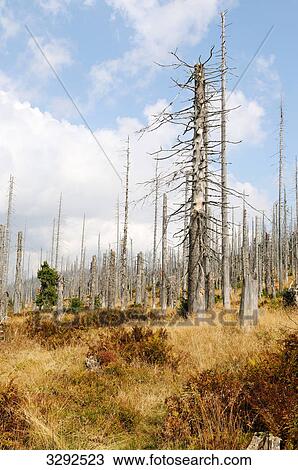 Forest dieback in the Bavarian Forest, Germany View Large Photo Image Stock Image - Forest dieback in the Bavarian Forest, Germany . Fotosearch