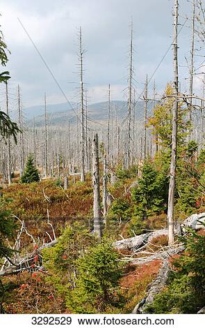 Stock Photo - Forest dieback in the Bavarian Forest, Germany, high angle view . Fotosearch