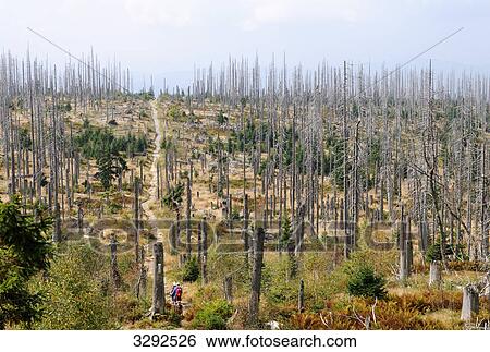 Forest dieback in the Bavarian Forest, Germany, high angle view View Large Photo Image Stock Photograph - Forest dieback in the Bavarian Forest, Germany, high angle view . Fotosearch