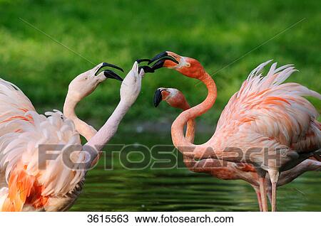 Four Chilean Flamingos (Phoenicopterus chilensis) in water View Large Photo Image Stock Image - Four Chilean Flamingos (Phoenicopterus chilensis) in water . Fotosearch