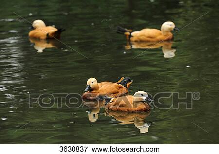 Four Ruddy Shelducks (Tadorna ferruginea) swimming on water View Large Photo Image Stock Photo - Four Ruddy Shelducks (Tadorna ferruginea) swimming on water . Fotosearch
