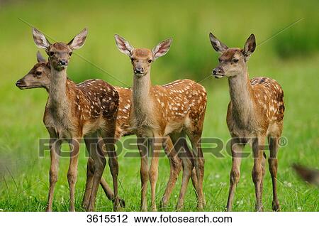 Four young red deers (Cervus elaphus) in a meadow View Large Photo Image Stock Image - Four young red deers (Cervus elaphus) in a meadow . Fotosearch