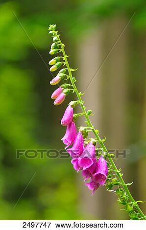 Foxglove (Digitalis purpurea) flowers blooming in forest, Bavarian Forest, Bavaria, Germany View Large Photo Image Stock Photo - Foxglove (Digitalis purpurea) flowers blooming in forest, Bavarian Forest, Bavaria, Germany . Fotosearch