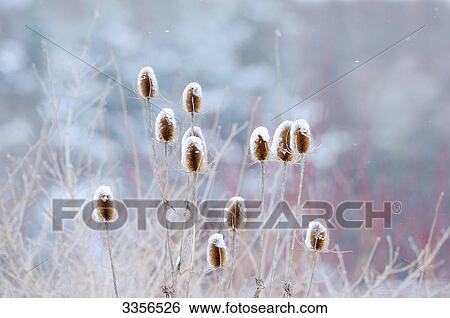 Frost-covered thistles, Bavaria, Germany, close-up View Large Photo Image Stock Photograph - Frost-covered thistles, Bavaria, Germany, close-up . Fotosearch