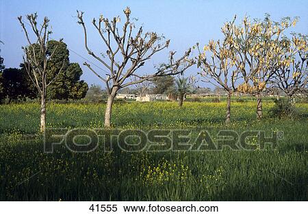 Fruits trees in field, Indus, Pakistan View Large Photo Image Stock Photography - Fruits trees in field, Indus, Pakistan . Fotosearch