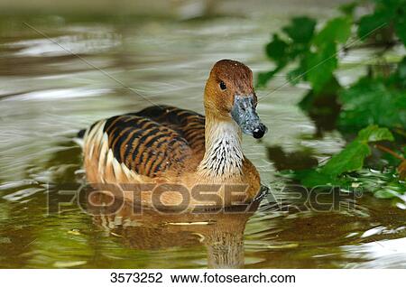 Fulvous Whistling Duck (Dendrocygna bicolor) in water View Large Photo Image Stock Image - Fulvous Whistling Duck (Dendrocygna bicolor) in water . Fotosearch