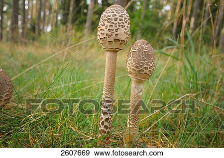 Fungi growing in field View Large Photo Image Stock Photo - Fungi growing in field . Fotosearch