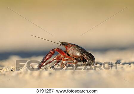 Galician crayfish (Astacus leptodactylus) on gravel bed, Catalonia, Spain, side view View Large Photo Image Stock Photo - Galician crayfish (Astacus leptodactylus) on gravel bed, Catalonia, Spain, side view . Fotosearch