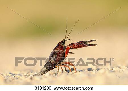 Galician crayfish (Astacus leptodactylus) on gravel bed, Catalonia, Spain, side view View Large Photo Image Stock Photograph - Galician crayfish (Astacus leptodactylus) on gravel bed, Catalonia, Spain, side view . Fotosearch