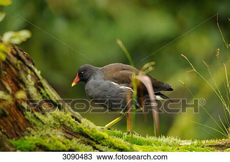 Gallinula chloropus View Large Photo Image Stock Image - Gallinula chloropus . Fotosearch