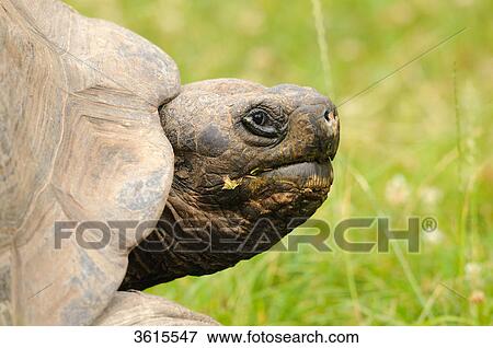 Galápagos giant tortoise (Chelonoidis nigra), close-up View Large Photo Image Stock Photo - Galápagos giant tortoise (Chelonoidis nigra), close-up . Fotosearch