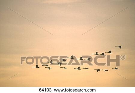 Geese in flight View Large Photo Image Stock Image - Geese in flight . Fotosearch