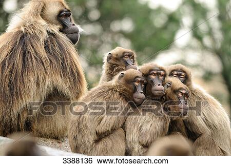 Geladas (Theropithecus gelada), low angle view View Large Photo Image Stock Photograph - Geladas (Theropithecus gelada), low angle view . Fotosearch