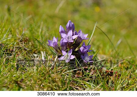 Gentiana (Gentiana) growing on a meadow, close-up View Large Photo Image Stock Image - Gentiana (Gentiana) growing on a meadow, close-up . Fotosearch