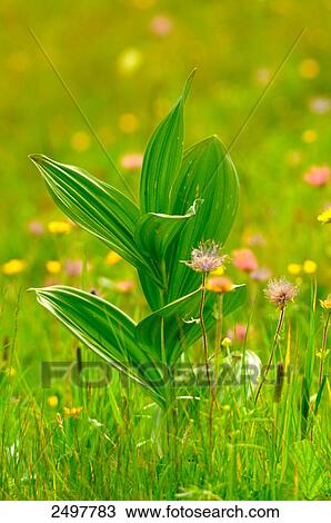 Gentiana punctata blooming in field, Styria, Austria View Large Photo Image Stock Image - Gentiana punctata blooming in field, Styria, Austria . Fotosearch