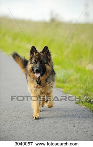 German Shepherd on a country road, front view View Large Photo Image Stock Photo - German Shepherd on a country road, front view . Fotosearch