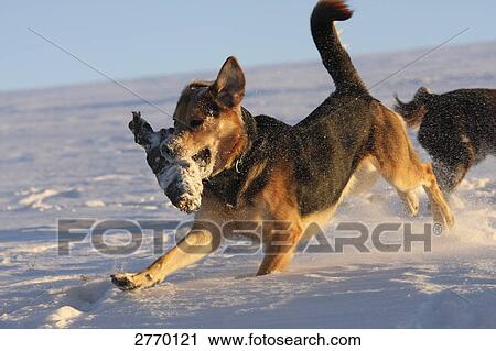 German Shepherd running in snow with wood in its mouth View Large Photo Image Stock Image - German Shepherd running in snow with wood in its mouth . Fotosearch