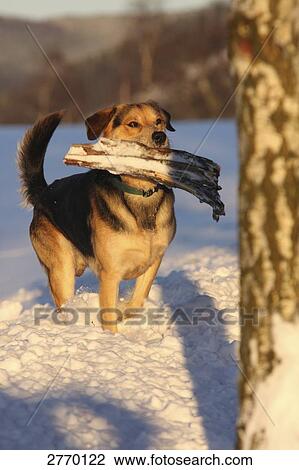 German Shepherd running in snow with wood in its mouth View Large Photo Image Stock Image - German Shepherd running in snow with wood in its mouth . Fotosearch