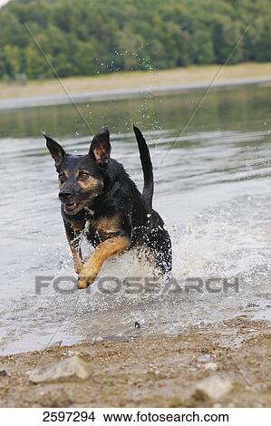 German Shepherd running in water View Large Photo Image Picture - German Shepherd running in water . Fotosearch