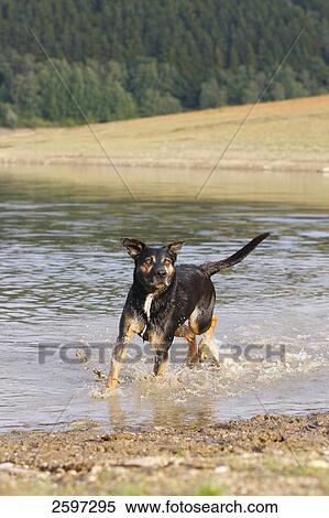 German Shepherd running in water View Large Photo Image Stock Photography - German Shepherd running in water . Fotosearch