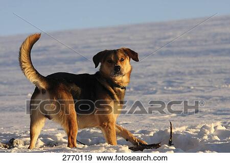 Stock Photo - German Shepherd standing in snow . Fotosearch
