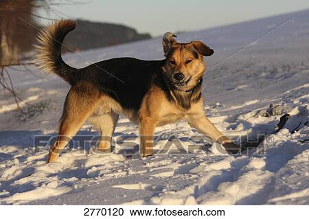 German Shepherd walking in snow View Large Photo Image Stock Image - German Shepherd walking in snow . Fotosearch