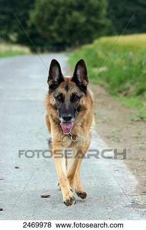 German Shepherd walking on road View Large Photo Image Stock Photo - German Shepherd walking on road . Fotosearch