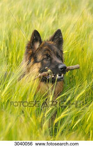 German Shepherd with a stick in its mouth, Bavaria, Germany, portrait View Large Photo Image Stock Photograph - German Shepherd with a stick in its mouth, Bavaria, Germany, portrait . Fotosearch
