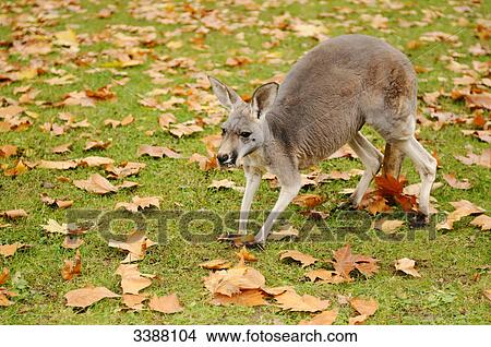 Giant Red Kangaroo (Macropus rufus) on a foliage-covered meadow View Large Photo Image Picture - Giant Red Kangaroo (Macropus rufus) on a foliage-covered meadow . Fotosearch