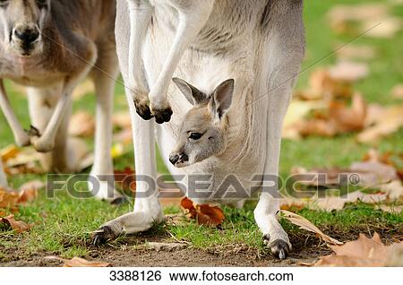 Stock Photograph - Giant Red Kangaroo (Macropus rufus) with joey in pouch . Fotosearch