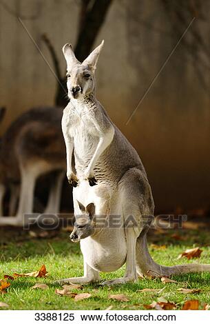 Stock Photography - Giant Red Kangaroo (Macropus rufus) with joey in pouch . Fotosearch