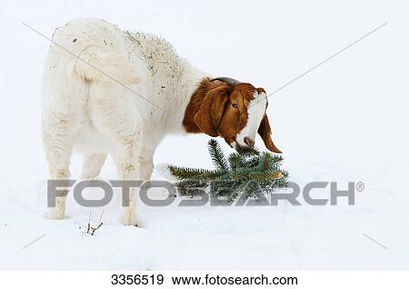 Goat (Capra aegagrus hircus) eating View Large Photo Image Stock Photo - Goat (Capra aegagrus hircus) eating . Fotosearch