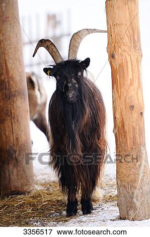 Stock Photo - Goat (Capra aegagrus hircus), front view . Fotosearch